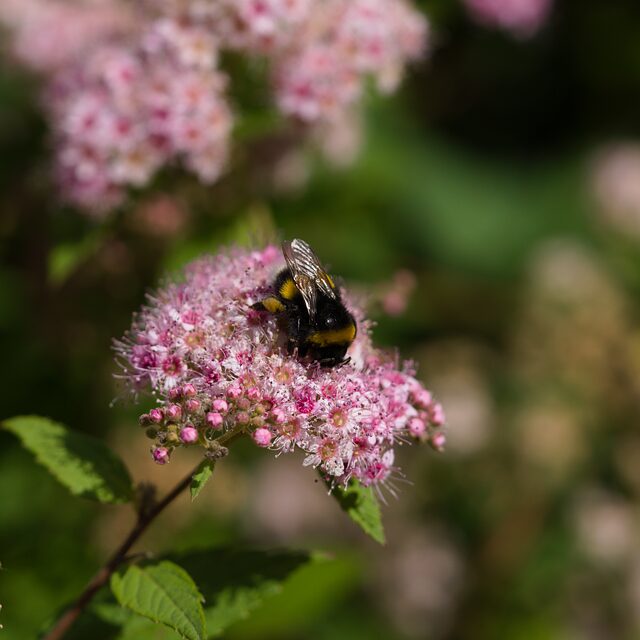 Due Diligence Reports