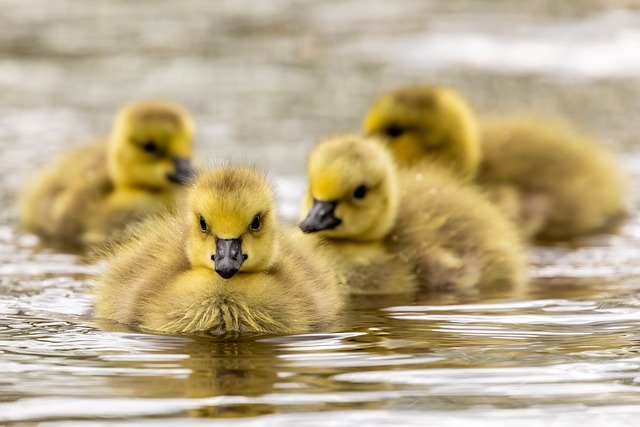 Family Law