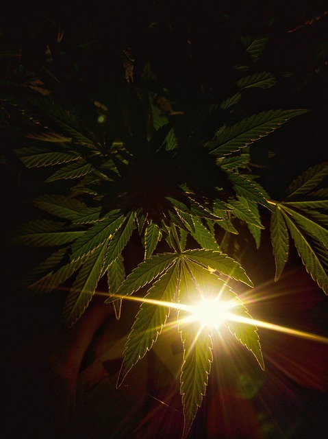 legalised