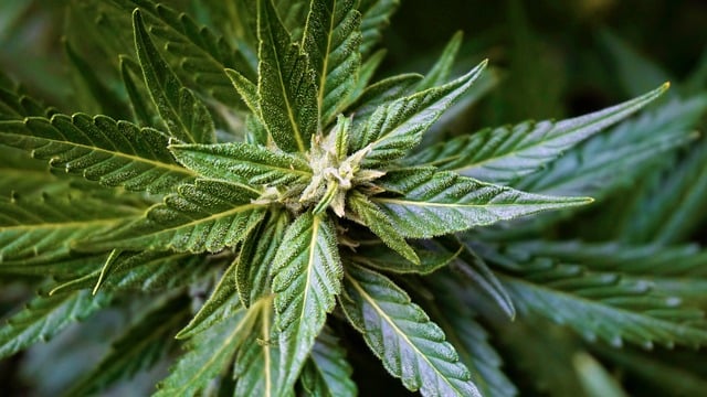 legalised