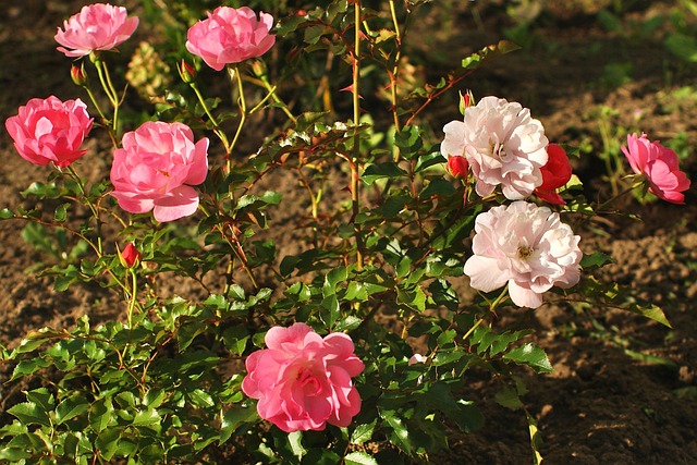 Licenses and Permits