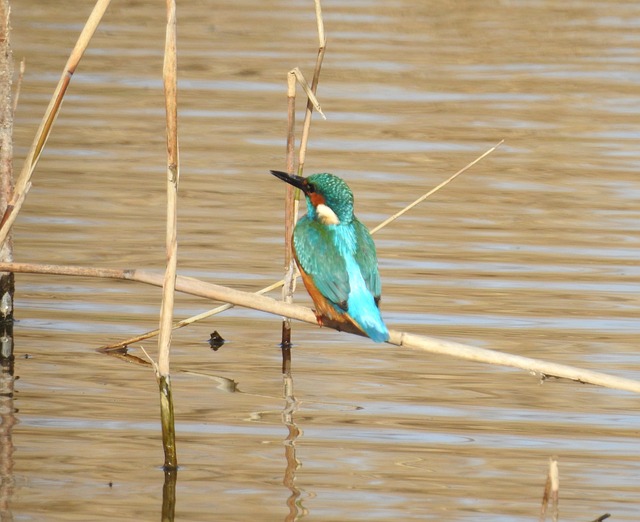 Licenses and Permits