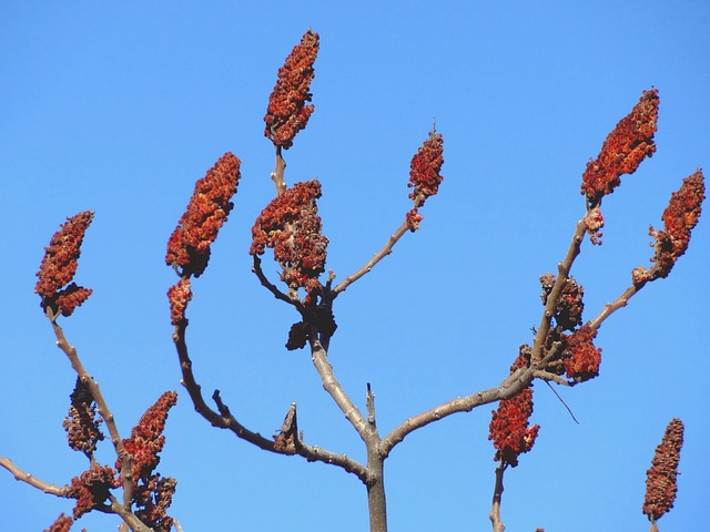 Licenses and Permits