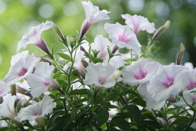 Licenses and Permits