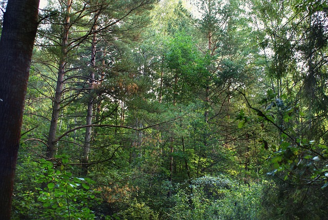 Licenses and Permits