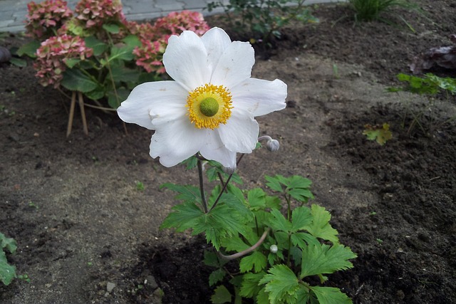 Licenses and Permits