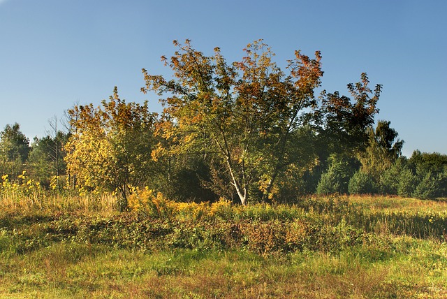 Licenses and Permits