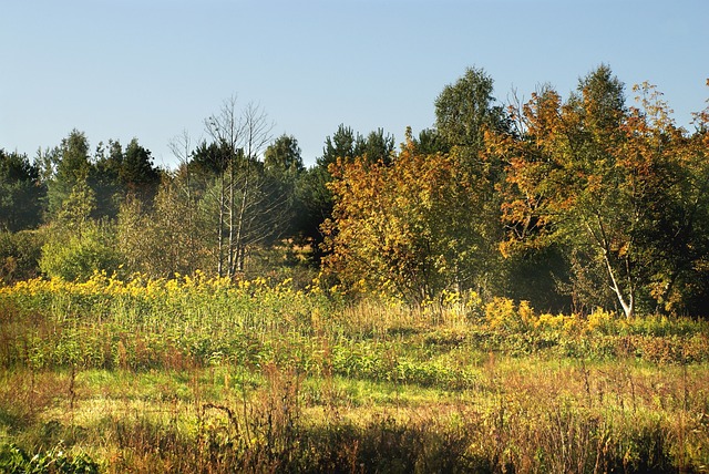 Licenses and Permits