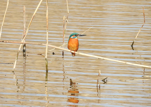 Licenses and Permits