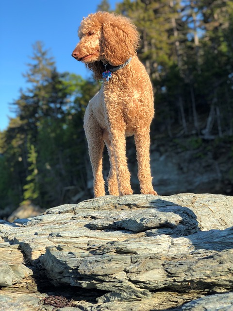 Technical Guidelines and Standards