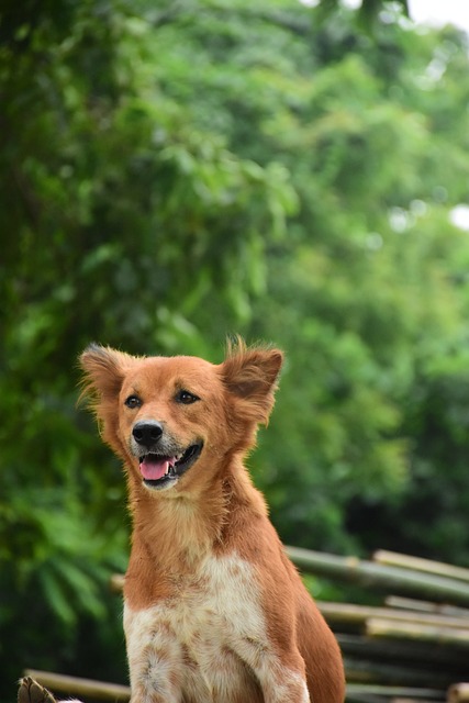 adoption