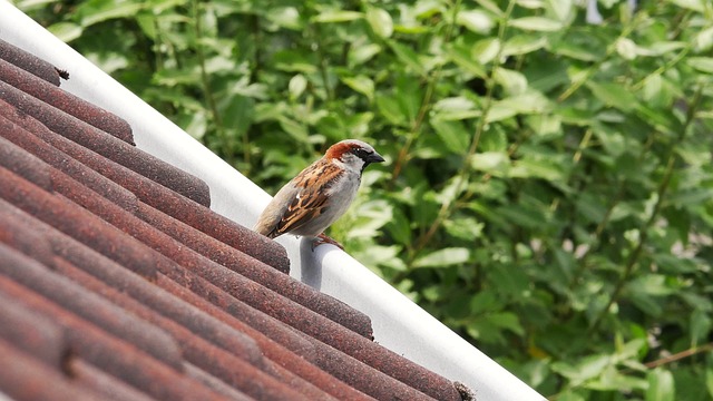 Due Diligence Reports