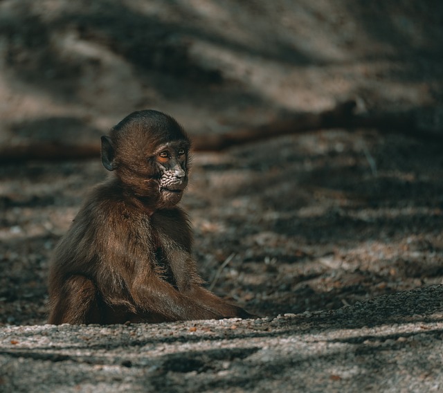 Due Diligence Reports