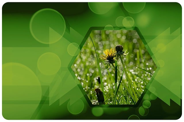 Environmental Impact Assessments