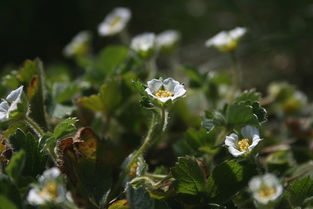 Informed Consent Forms