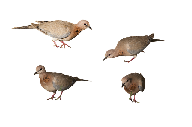 Meeting Minutes and Board Resolutions