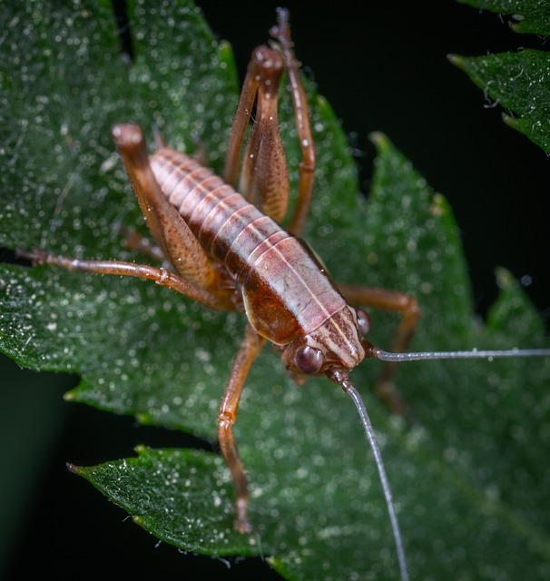 Product Information Leaflets