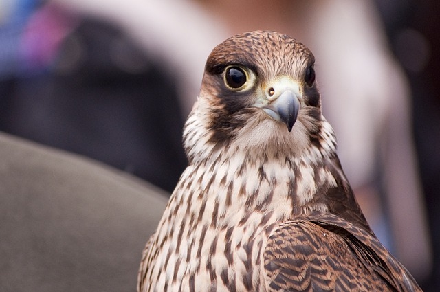 Scientific Methodology Manuals