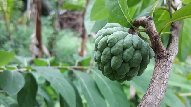 Standard Operating Procedures (SOPs)