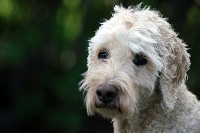 Standard Operating Procedures (SOPs)