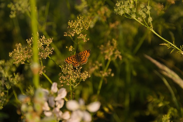 Standard Operating Procedures (SOPs)