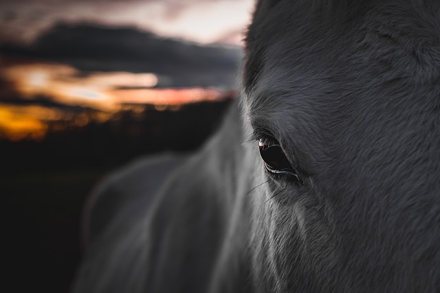 Standard Operating Procedures (SOPs)