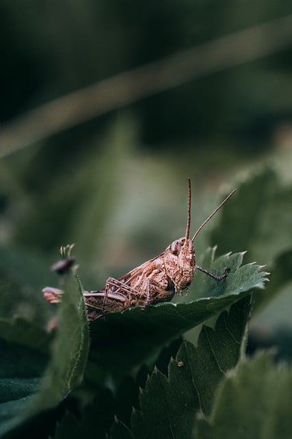 Vaccine Information Sheets