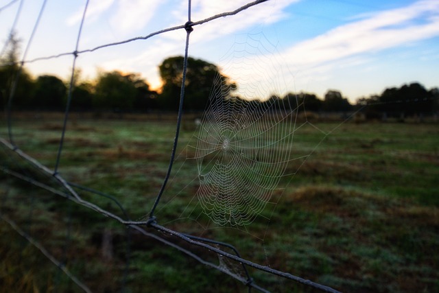 Due Diligence Reports