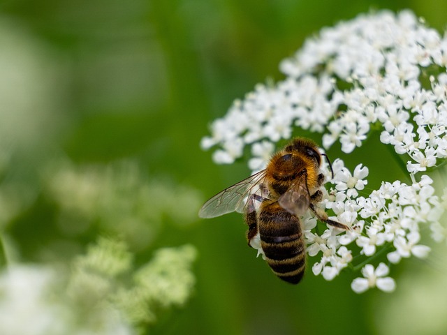 Due Diligence Reports