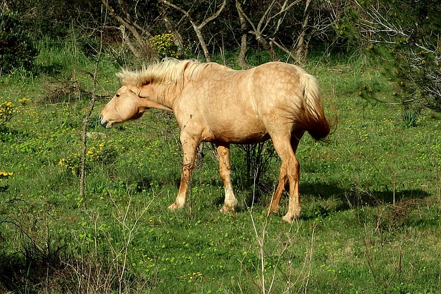 Technical Guidelines and Standards