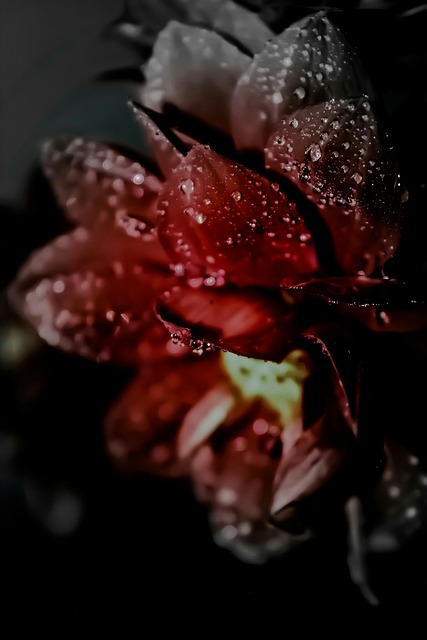 Informed Consent Forms