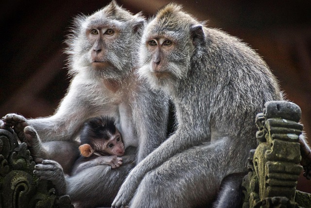 Family Law