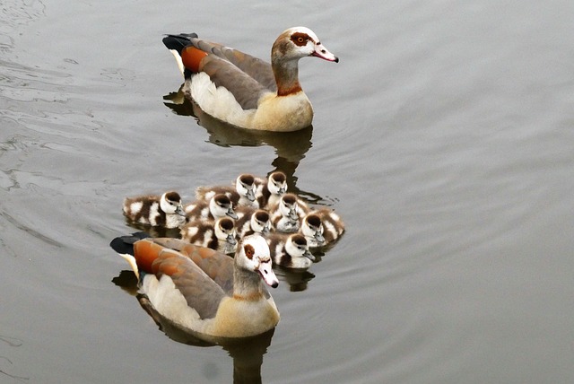 Family Law