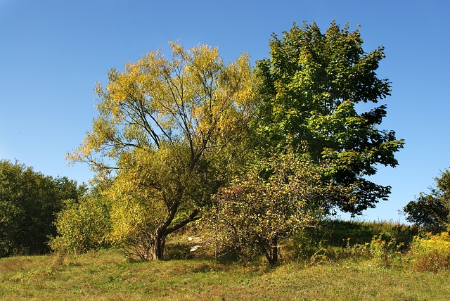 Licenses and Permits