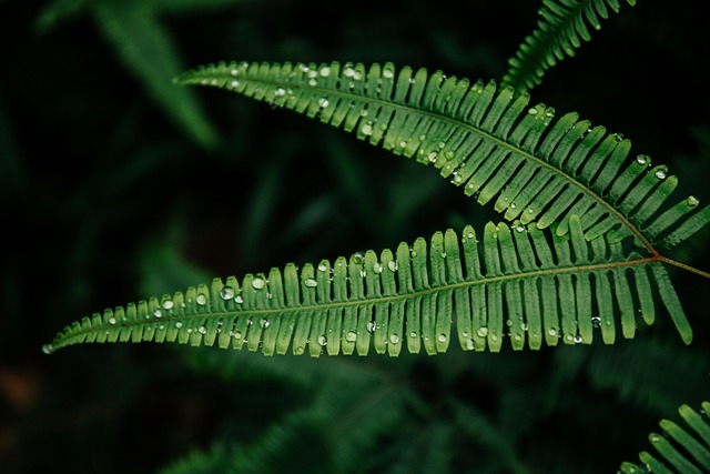 Environmental Impact Assessments