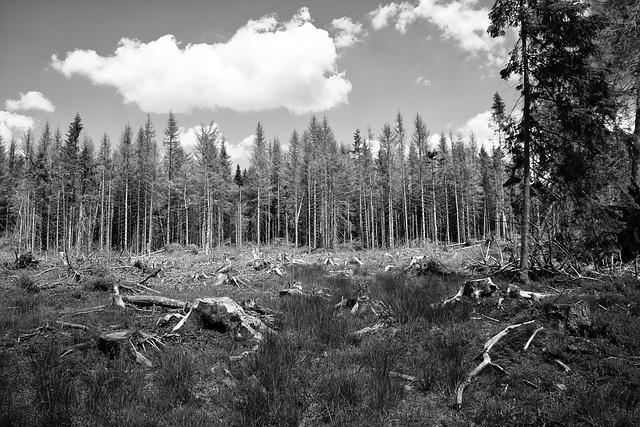 Environmental Impact Assessments