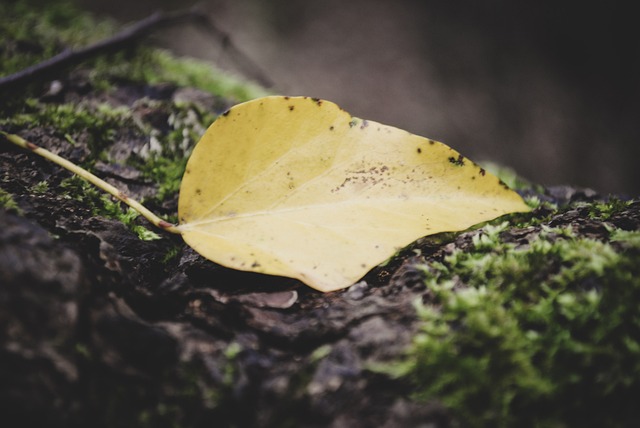 Product Information Leaflets