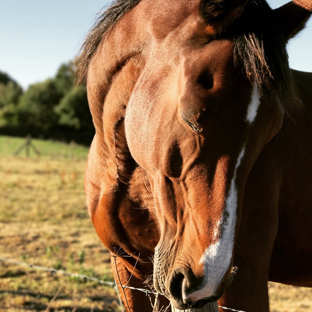 Technical Guidelines and Standards