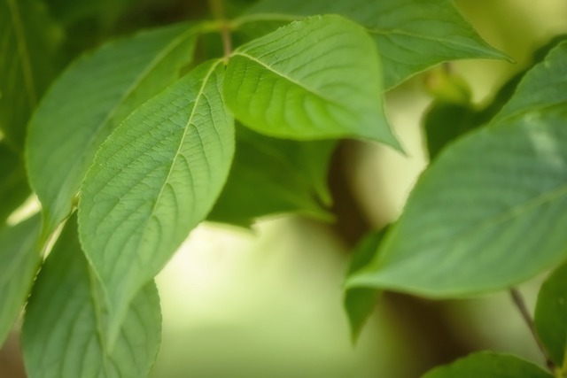 Environmental and Social Responsibility Reports