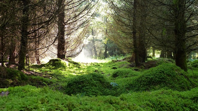 Environmental Impact Assessments