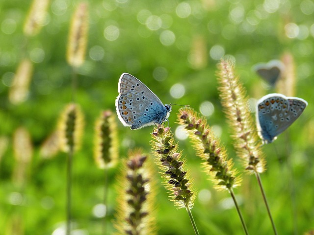 Environmental Impact Assessments