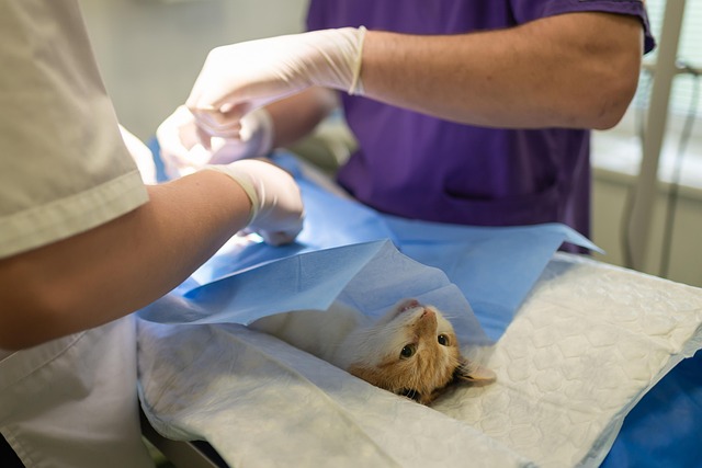 Surgical Procedure Instructions