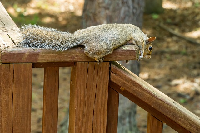 Training Manuals and e-Learning Modules