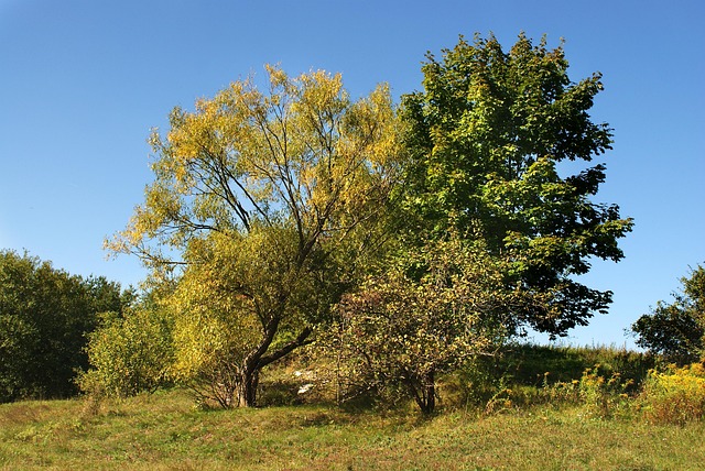 Licenses and Permits