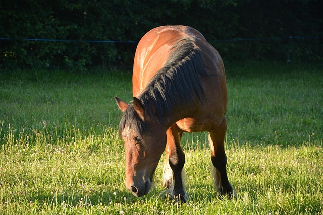 Technical Guidelines and Standards