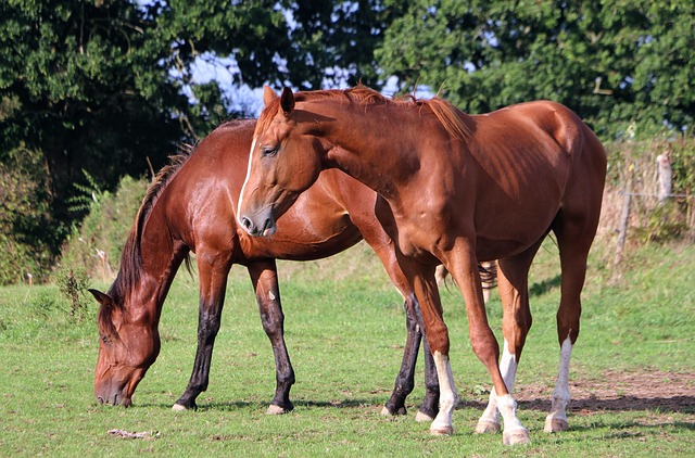 Technical Guidelines and Standards