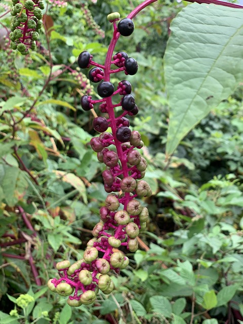 Clinical Trial Reports