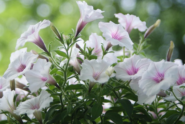 Licenses and Permits