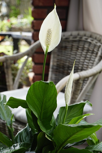 Product Information Leaflets