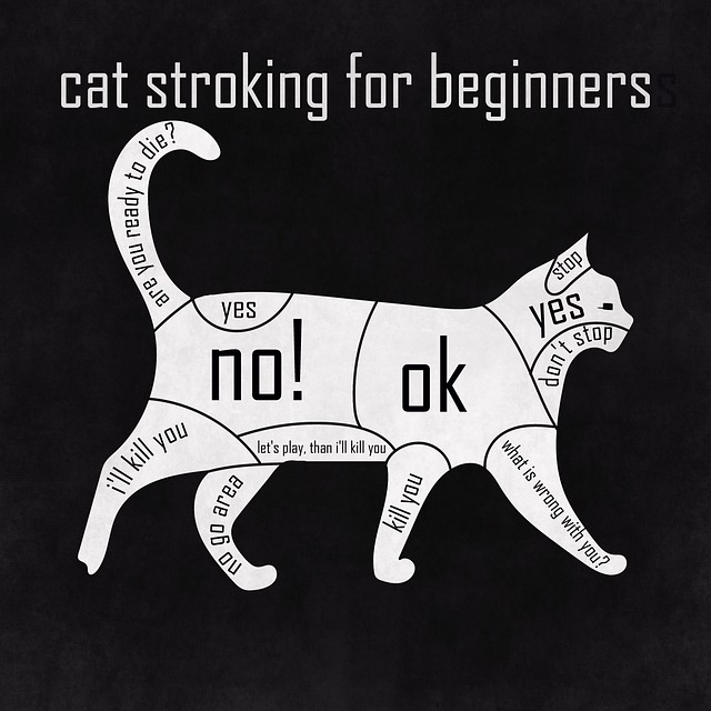 User Manuals and Instruction Guides